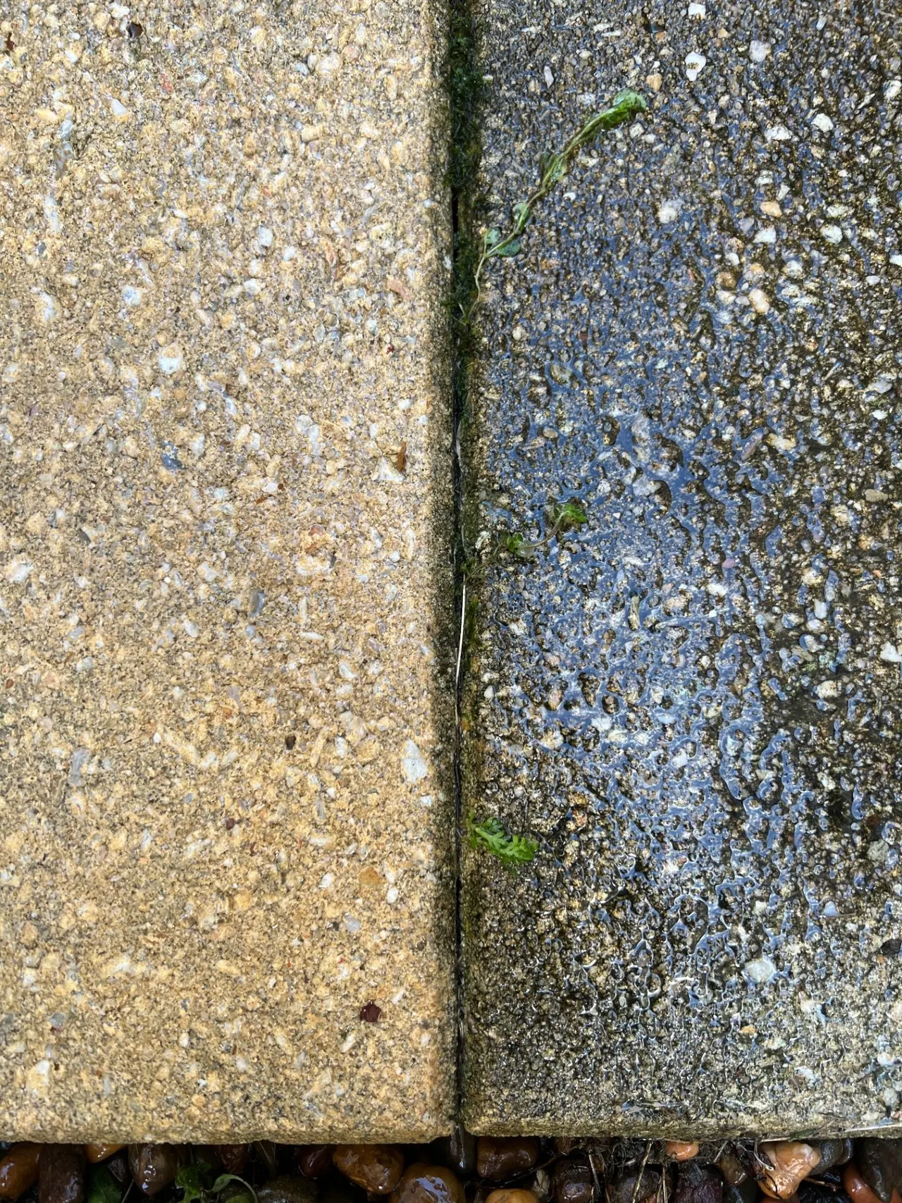 Close-up side-by-side of a freshly cleaned paver next to a dirty mossy one
