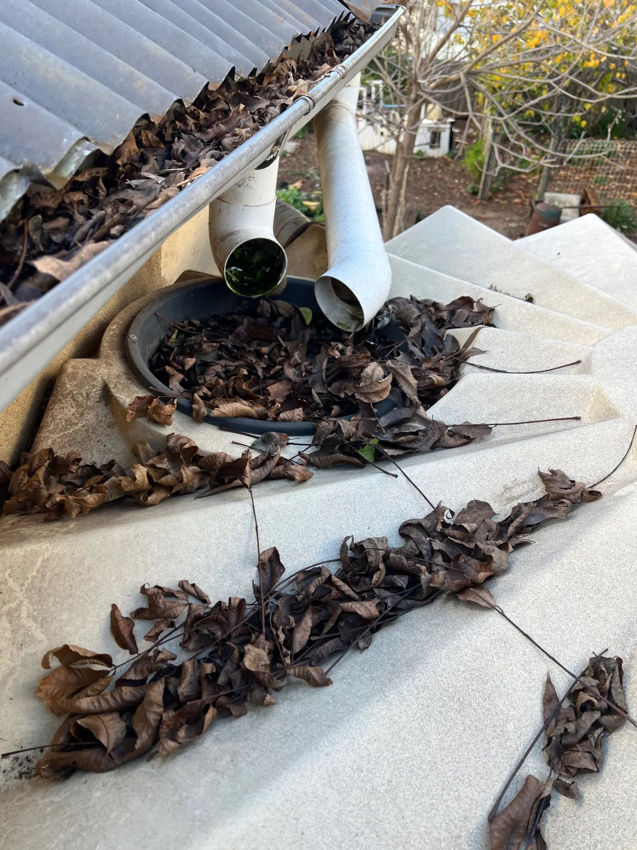 Gutter cleaning — leaves packed around downpipe and rainwater tank inlet